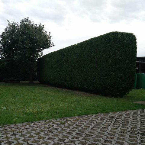 Heckenschnitt